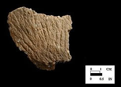 Shepard cord-marked base sherd from Biggs Ford site 18FR14/152.